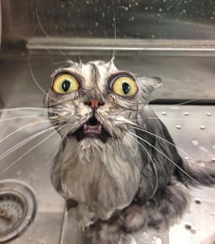 Wet cat